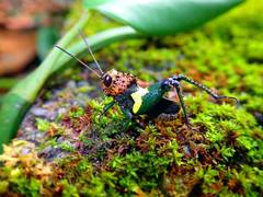 Althaemenes maculalutea