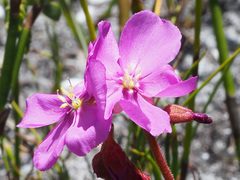 Drosera esterhuyseniae