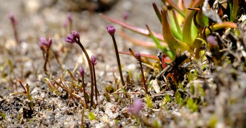 Mini Softbell (Wimmerella mariae)