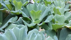 Pistia