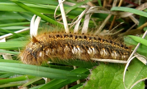 Euthrix potatoria