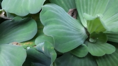 Pistia