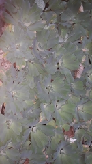 Pistia