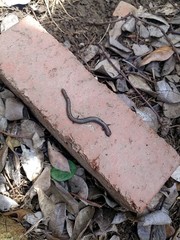 Batrachoseps gregarius