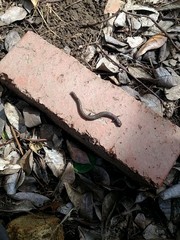 Batrachoseps gregarius