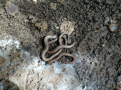 Batrachoseps gregarius