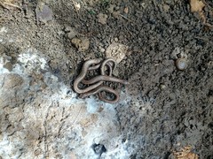 Batrachoseps gregarius