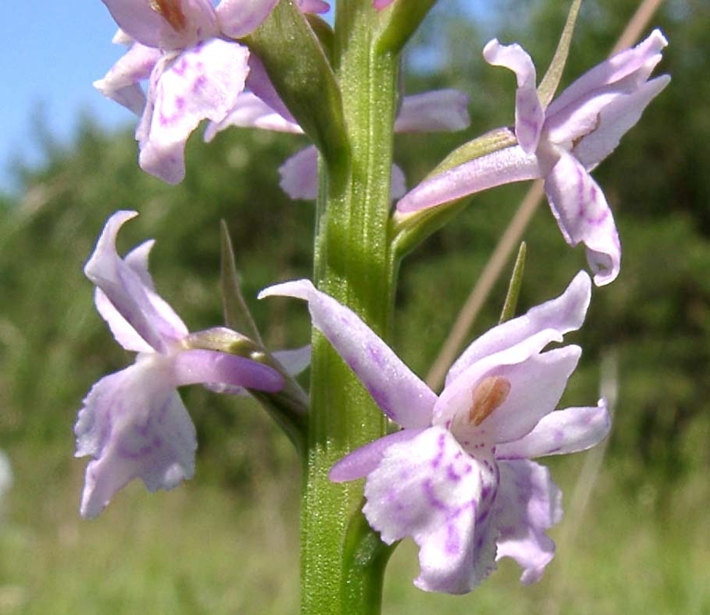 × Dactylodenia wintonii