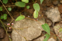 Persicaria muricata