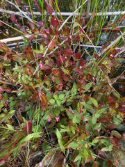 Persicaria muricata