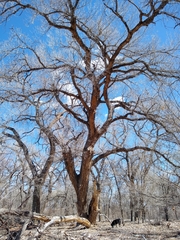Populus deltoides wislizenii