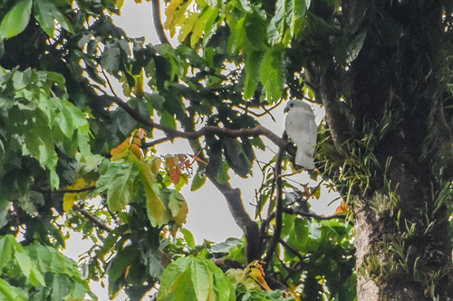 Blue-eyed Cockatoo (Cacatua ophthalmica)