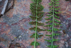 Asplenium incisum