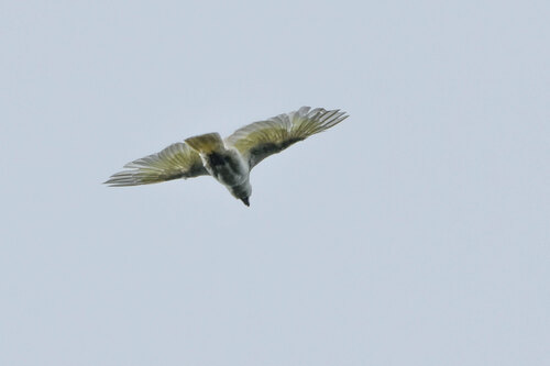 Blue-eyed Cockatoo (Cacatua ophthalmica), photo 2