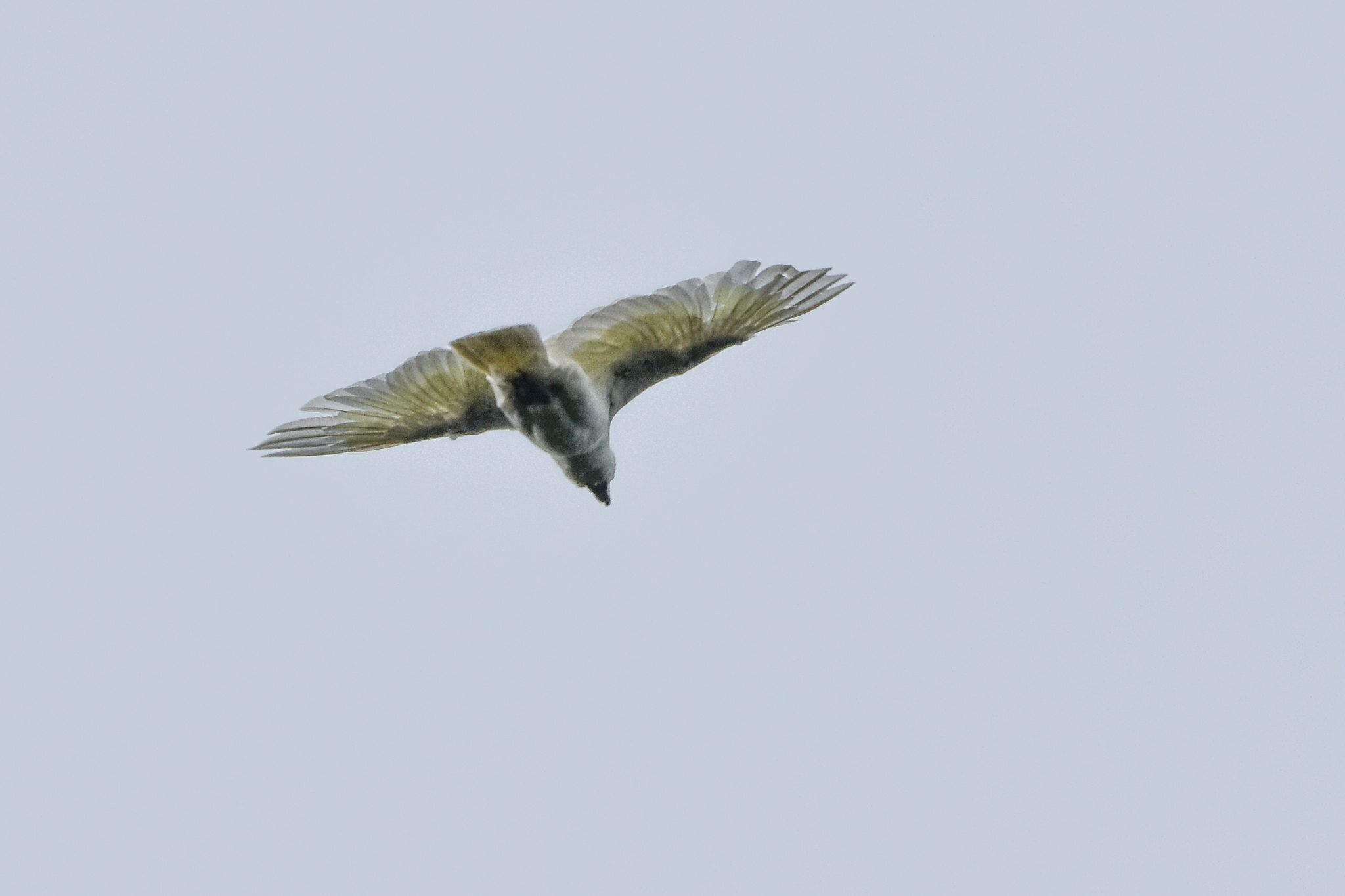 Blue-eyed Cockatoo (Cacatua ophthalmica), photo 2