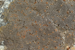 Placopsis perrugosa