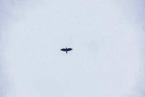 Bismarck Crow (Corvus insularis)