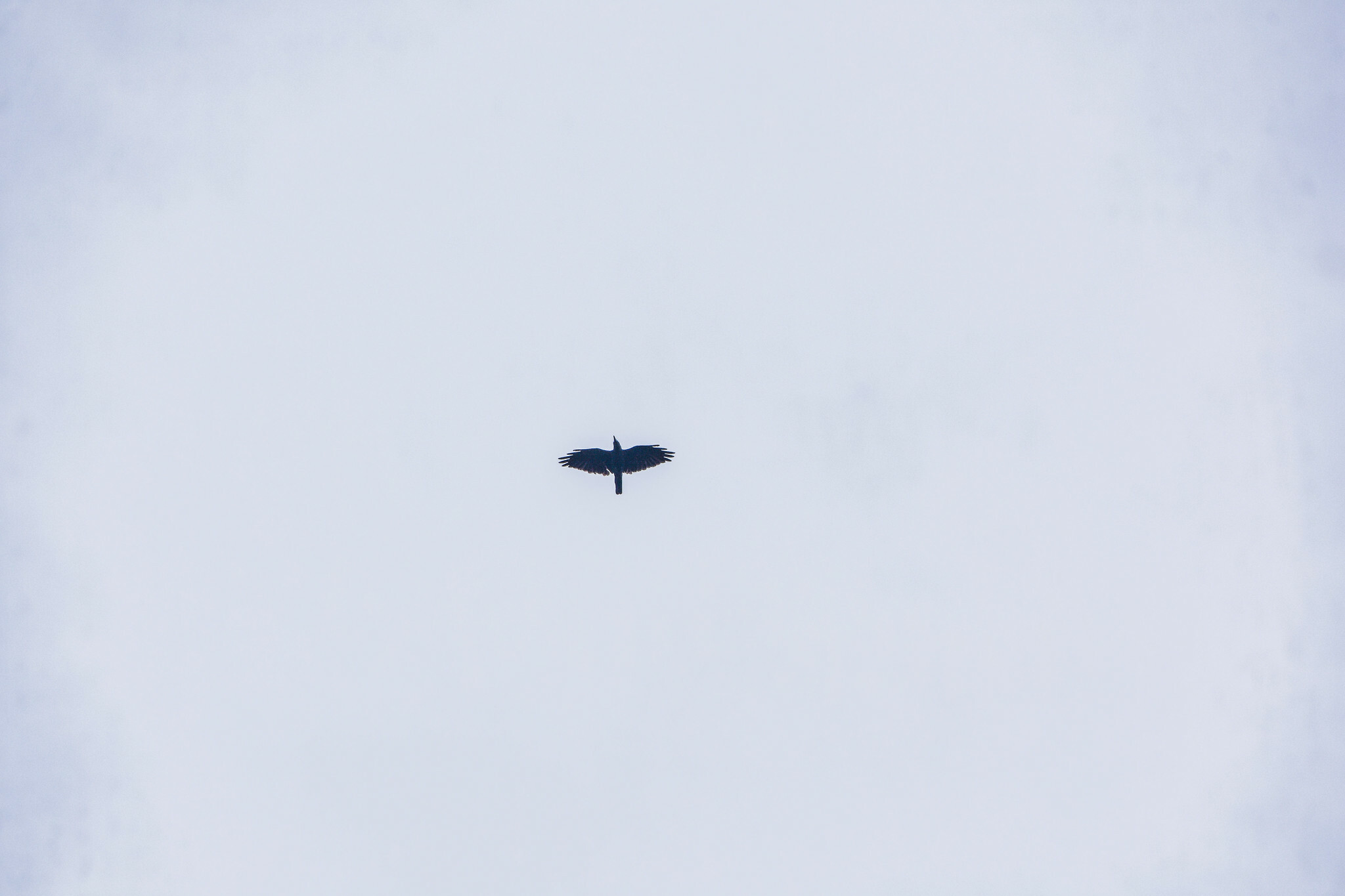 Bismarck Crow (Corvus insularis), photo 1