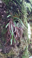 Notogrammitis angustifolia nothofageti