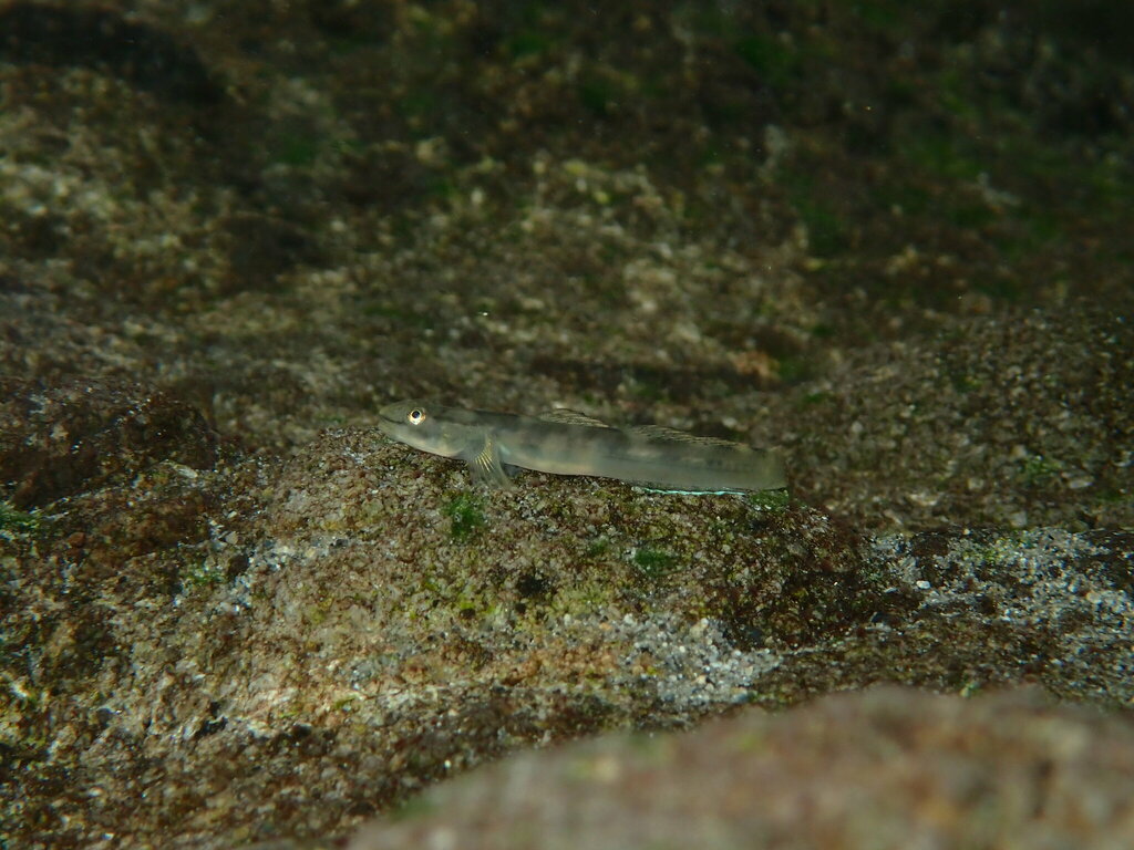 Frog Goby