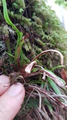 Notogrammitis angustifolia nothofageti