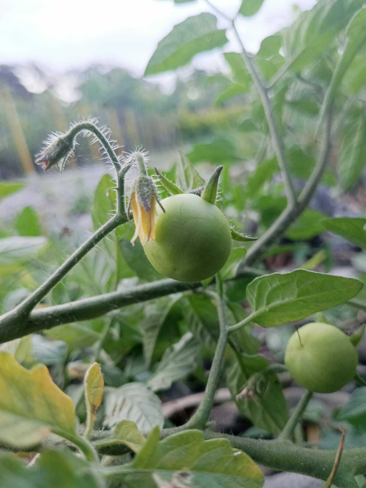 Solanum lycopersicum image