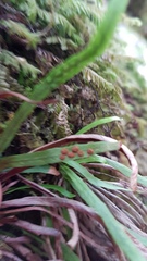 Notogrammitis angustifolia nothofageti