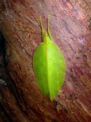 Chondroderella borneensis
