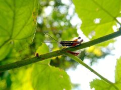 Meltripata antennata