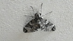 Psilogramma menephron