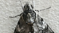 Psilogramma menephron