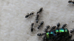 Technomyrmex jocosus