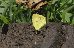 Abaeis xantochlora xantochlora