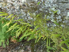 Lepisorus ussuriensis