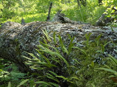 Lepisorus ussuriensis