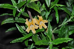 Diplacus longiflorus
