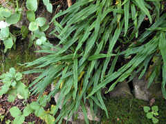 Lepisorus ussuriensis