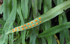 Lepisorus ussuriensis