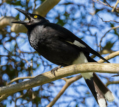 Pied Currawong photo 5
