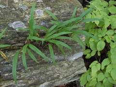 Lepisorus ussuriensis