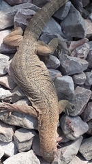 Varanus bengalensis