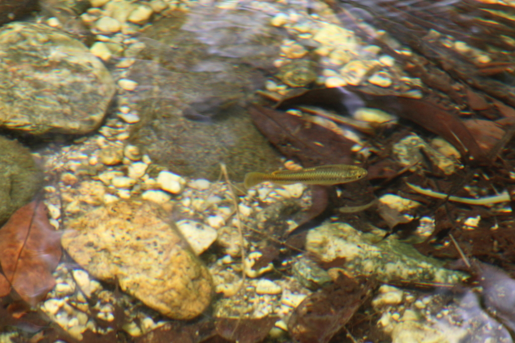 Parenti's Killifish