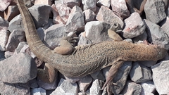 Varanus bengalensis