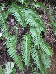 Polypodium kamelinii