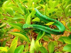Tropidolaemus wagleri