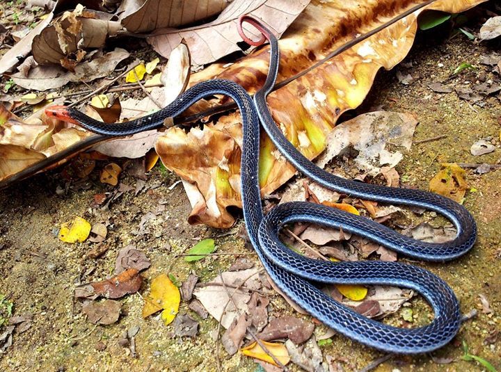 Habitat da cobra azul da Malásia. O nome científico desta bela cobra é  Calliophis bivirgatus.