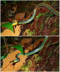 Dendrelaphis cyanochloris