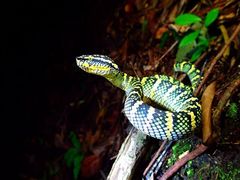 Tropidolaemus wagleri