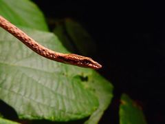 Dryophiops rubescens