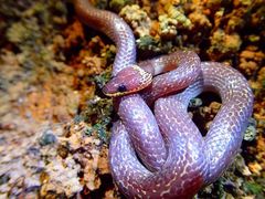 Lycodon capucinus